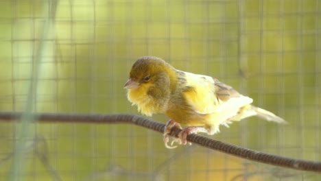 chirping atlantic canary bird sing, singing, serinus canaria , canaries, island canary, canary, or common canaries birds perched on an electric wire