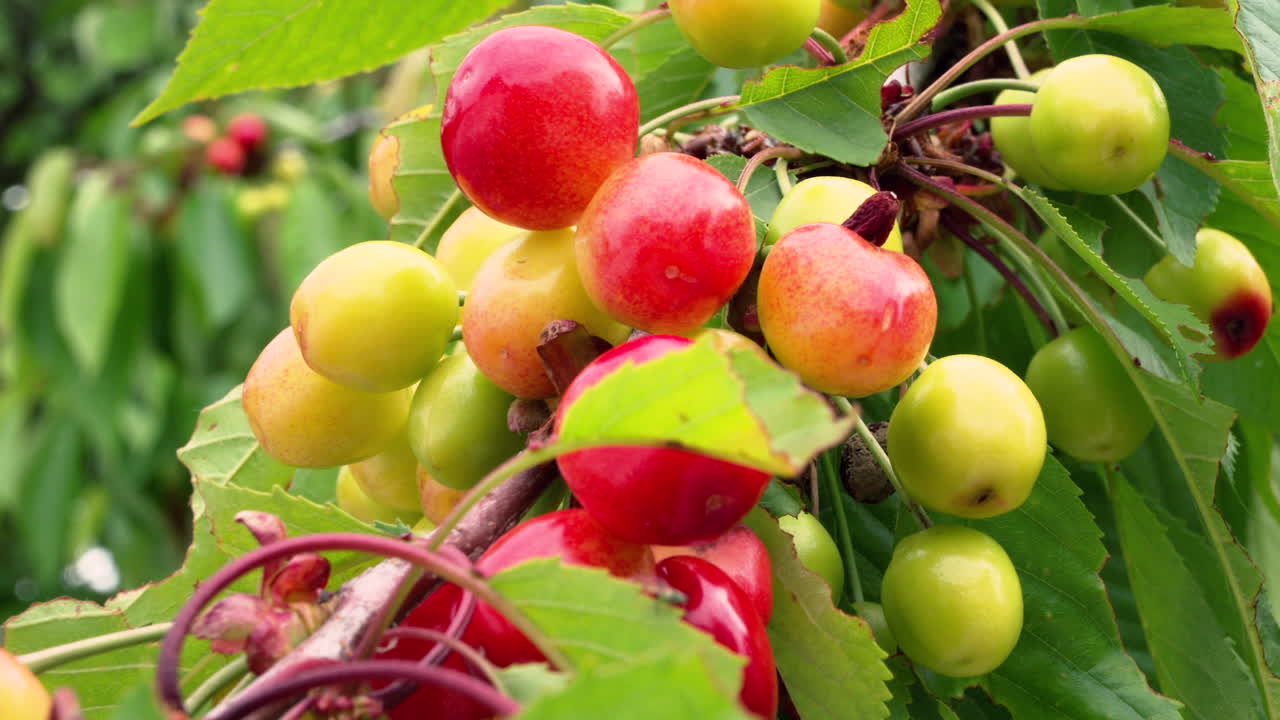 Ciliegie rosse che maturano sull'albero alla luce del sole