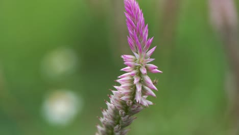 4k close-up of reed grass flower