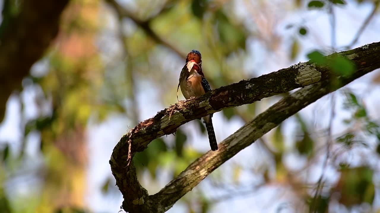 un martín pescador de árboles y una de las aves más hermosas que se encuentran en tailandia dentro de las selvas tropicales