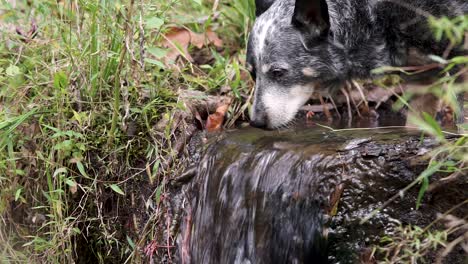 perro bebiendo agua de una pequeña cascada