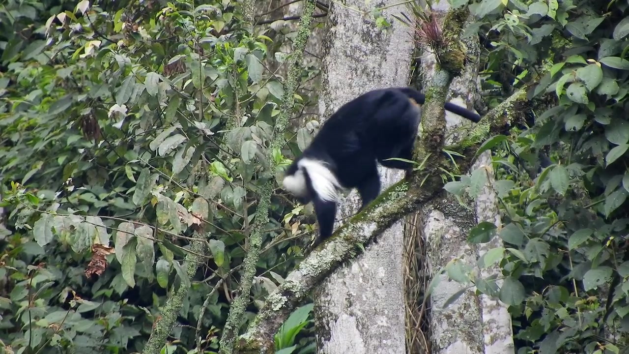 Colobi guereza che si arrampicano in una lussureggiante foresta tropicale