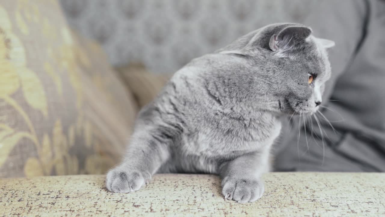 Un simpatico gatto Scottish Fold di colore grigio è seduto su un divano e si guarda intorno.