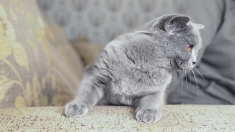 a cute grey-coloured scottish fold cat is sitting on a sofa and looking around