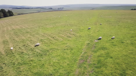 Ovejas-Pastando-En-Las-Praderas-De-Dartmoor,-Todavía-Antena