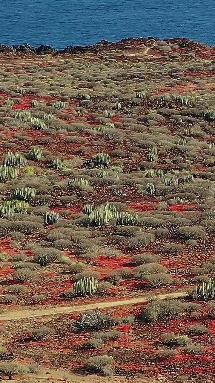 Unique landscape in Tenerife, Spain near the coast with red soil
