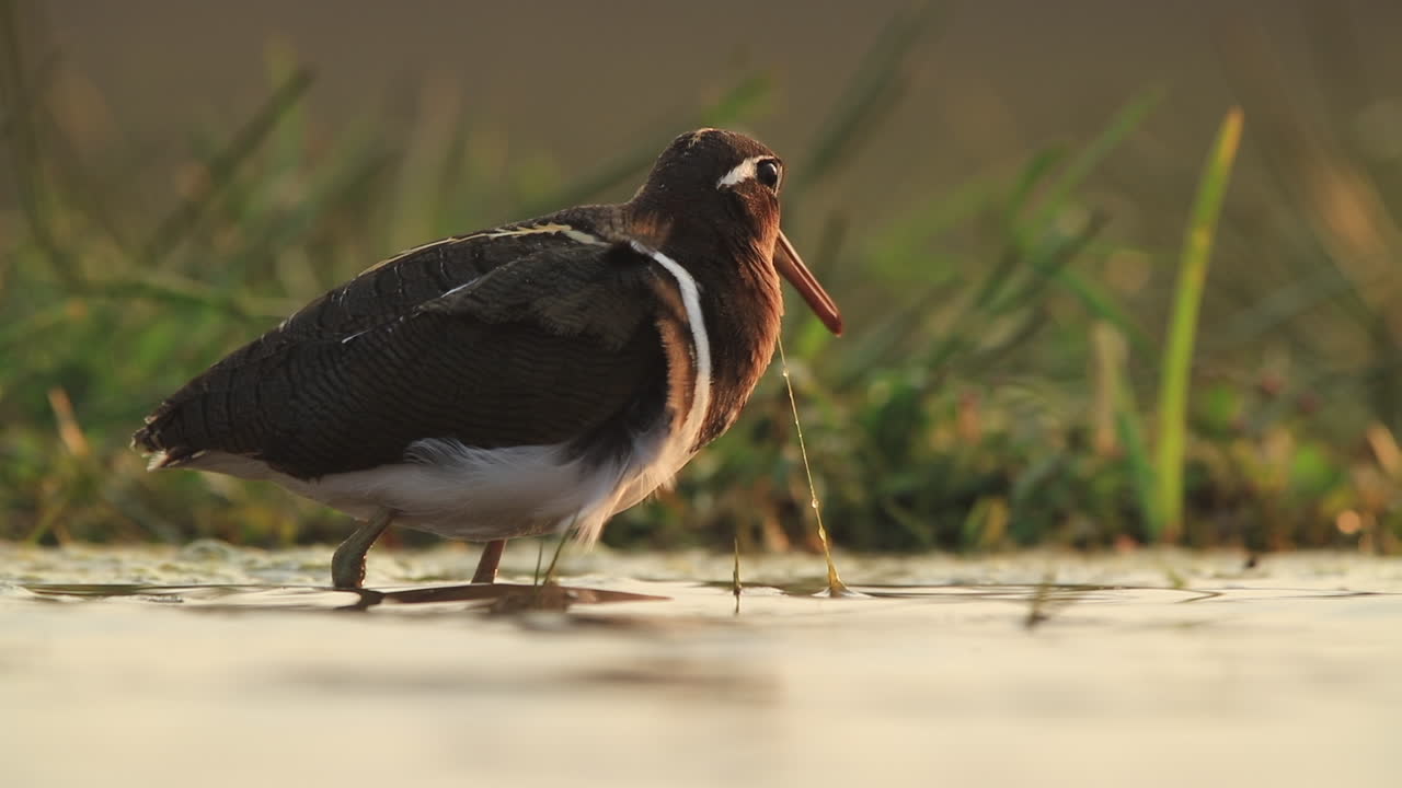 una vista desde una laguna fotográfica hundida oculta en la reserva de caza privada de zimanga en un día de verano de aves alimentándose y bebiendo