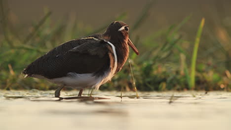 Ein-Blick-Von-Einem-Versunkenen-Fotografischen-Lagunenversteck-Im-Privaten-Wildreservat-Zimanga-An-Einem-Sommertag,-An-Dem-Vögel-Füttern-Und-Trinken