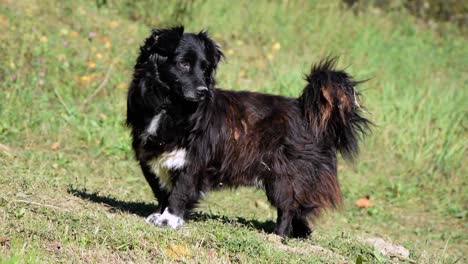 perro negro con cola tupida orina y luego huye