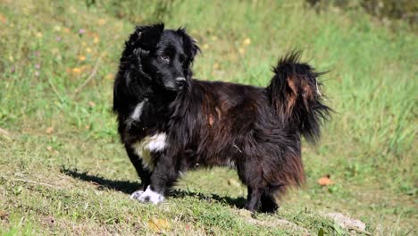 black dog with bushy tail urinates then runs away