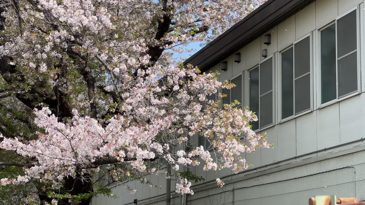 Beautiful spring scenery in Japan with falling Sakura cherry blossom petals