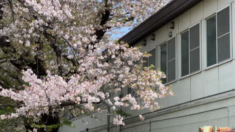 beautiful spring scenery in japan with falling sakura cherry blossom petals
