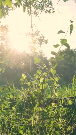 sunlit meadow and trees