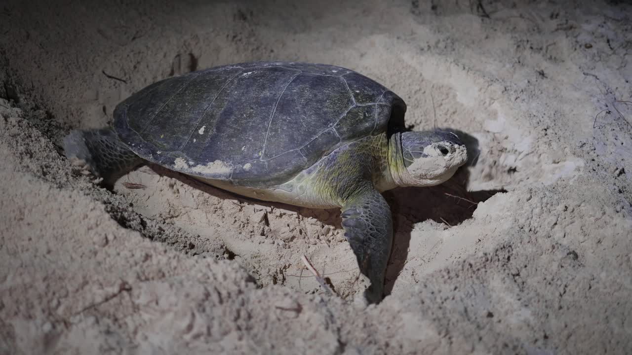 Green sea turtle covering nest after spawning on a beach at night