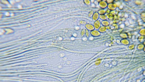 movimiento de cianobacterias y algas verdes bajo el microscopio