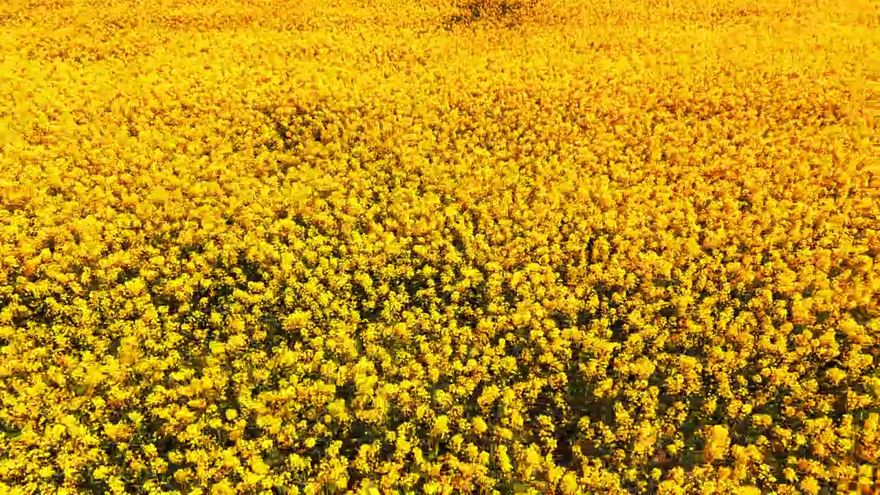 Luftfoto af en blomstrende rapsmark, der viser detaljerede blomsterklaser og diskrete skygger mellem planterne. Tekstur af gule rapsblomster med skygger.