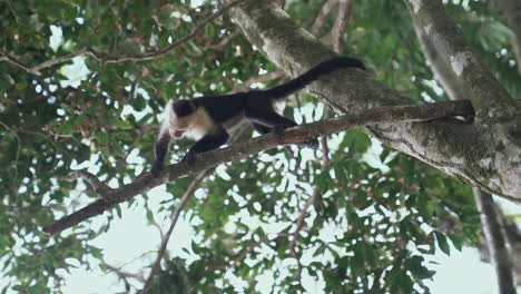 young white-faced capuchin monkey in tree investigating object on branch