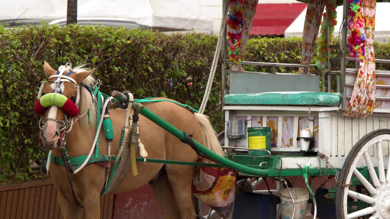 Un cheval brun immobile se tient attelé à une calèche traditionnelle en bois (kalesa) à Manille