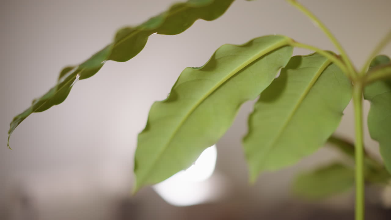 Closeup green leaves with visible texture and light reflection, indoor plant foliage detail highlighting freshness, natural pattern, growth, and organic beauty with soft blurred background