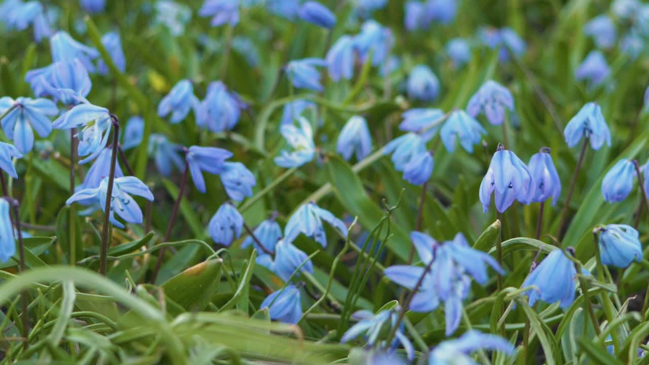 높은 바람에 흔들리는 푸른 눈방울