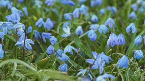las campanillas azules se sacuden con el viento fuerte