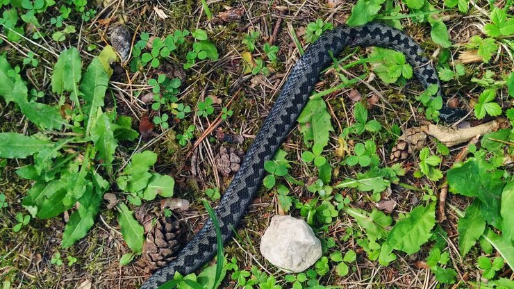Dead black grey viper snake in forest ground, handheld, day