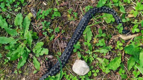 dead black grey viper snake in forest ground, handheld, day