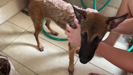 young belgian shepherd having a shower by its owner, giving a good clean with bubbles and gentle scratch all over its body