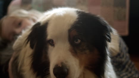 girl pets and lays gently on back of friendly australian shepherd dog