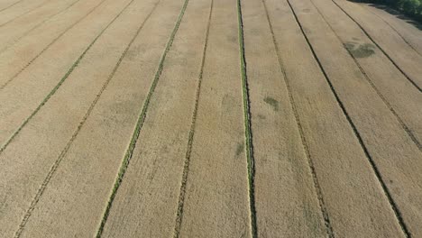 endless european grain food crops - high angle aerial looking down at massive fields in 60 fps