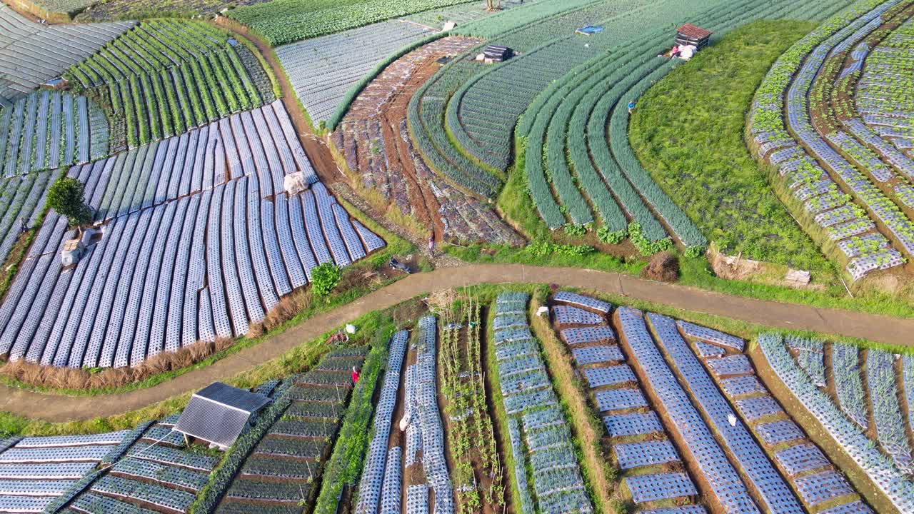 농부의 드론 샷이 농업 분야 한가운데 도로를 걷고 있다