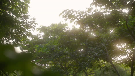 Dreamy-Sunrays-In-Misty-Dense-Trees-At-The-Forest-Park