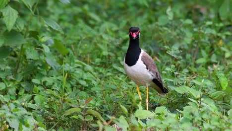 the red-wattled lapwing is one of the most common birds of thailand