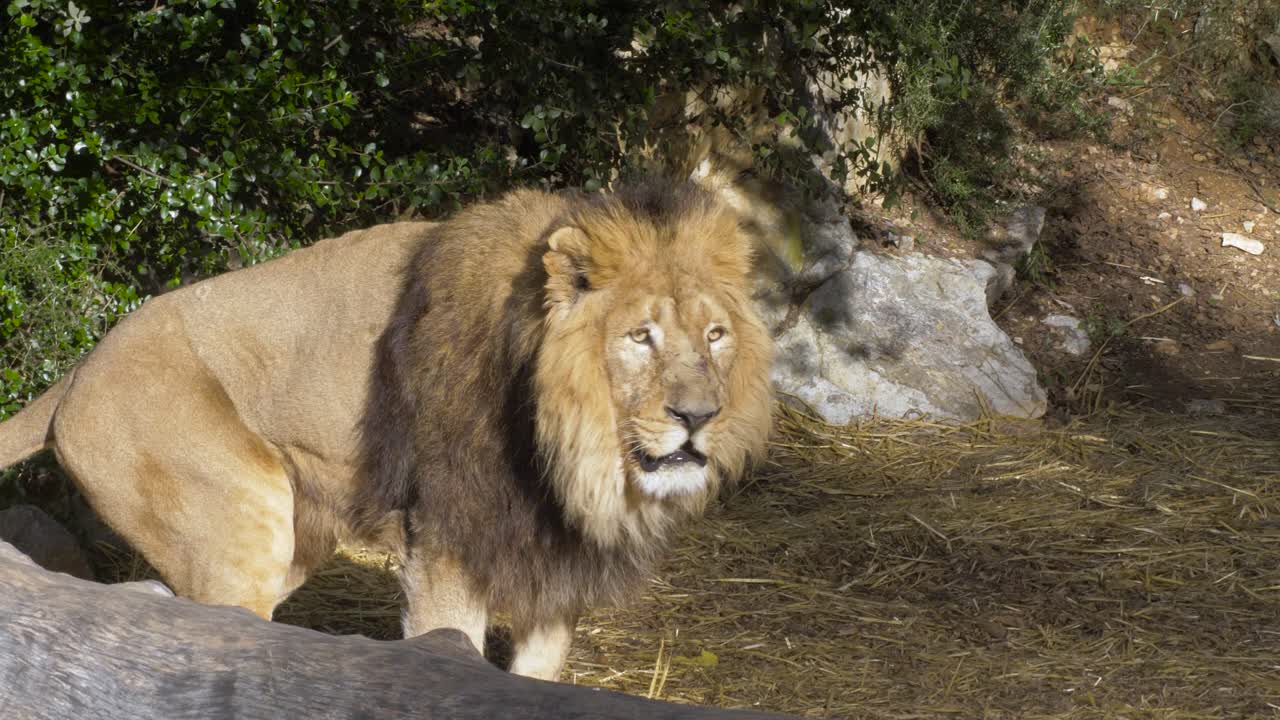 un gran león macho se para en un árbol talado en el zoológico