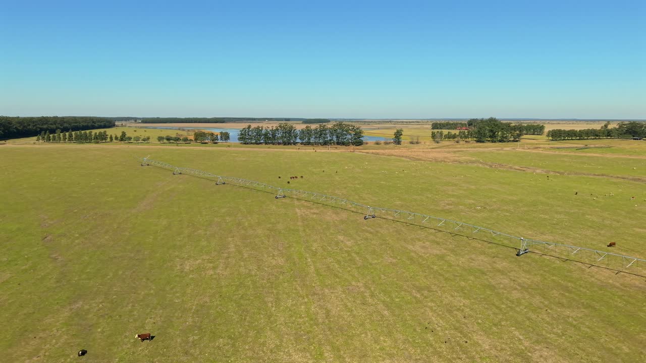 Vast farmland in Argentina with pivot irrigation system and scattered livestock grazing, aerial view