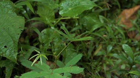 Das-Interaktive-Wunder-Der-Natur:-Erleben-Sie-Die-Bezaubernde-Schlafende-Pflanze-Im-Osten-Ecuadors,-Die-Sensibel-Auf-Das-Schließen-Ihrer-Blätter-Reagiert