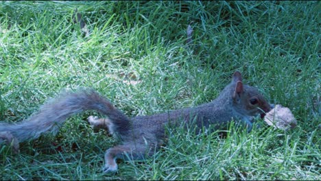 a squirrel stretches long on a patch of grass