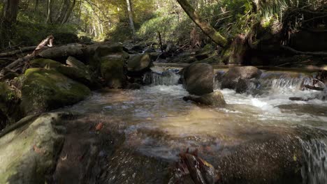 Detail-of-a-limpid-creek-course-through-the-green-forest-in-the-daylight-at-Bistriski-Vintgar-Slovenia