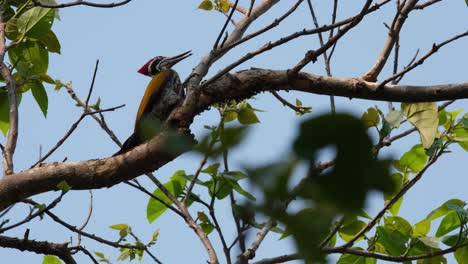 Greater-Flameback,-Chrysocolaptes-Guttacristatus