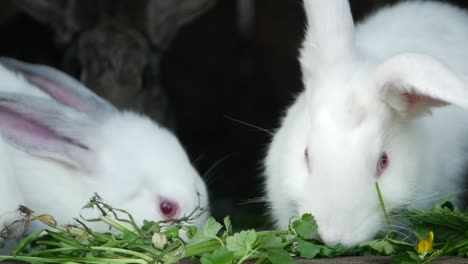 close-up of rabbits eating green leaves