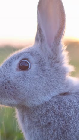 cute fluffy gray rabbit grazing on the lush green lawn of the backyard