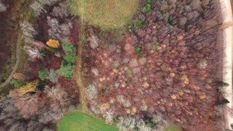 Langsamer-Flug-Aus-Der-Luft-Mit-Blick-Von-Oben-Nach-Unten-Auf-Den-Wald-Im-Farbenfrohen-Herbst,-Der-Ein-Muster-Von-Straßen-Zwischen-Ihnen-Enthüllt