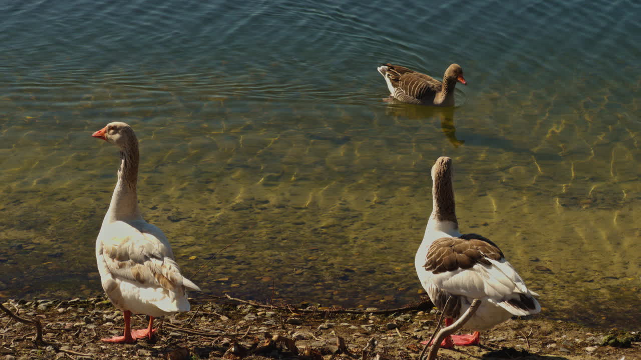 Uccelli selvatici, oche e anatre vicino all'acqua di uno stagno/lago in una giornata di sole, con luce solare. Fauna selvatica, natura, vista ravvicinata.