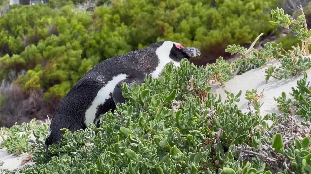 Pinguino africano (Spheniscus demersus) sulla spiaggia di Boulders Beach. Sudafrica.