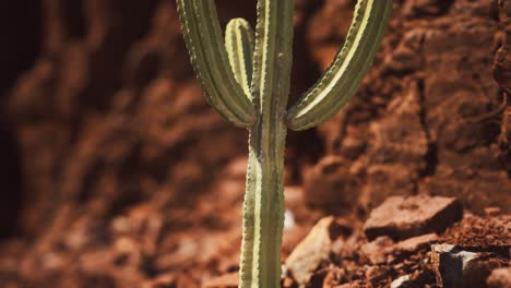 cactus en el desierto de arizona cerca de piedras de roca roja