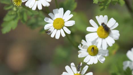 Grupo-De-Moscas-Drosófilas-Que-Vuelan-Alrededor-De-La-Flor-De-Margarita-Para-La-Polinización