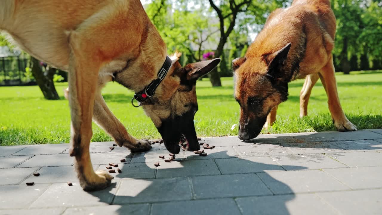 Two Belgian Malinois Shepherds Enjoying Food Outside On Sunny Day In Green Yard