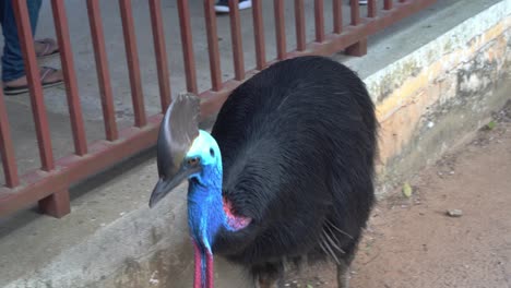 南方卡索瓦里 (casuarius casuarius) 在被捕中,在公园里散步,游客在围<unk>的另一边跟着