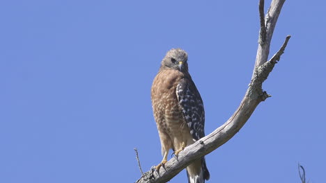 red-shouldered hawk perched on a branch