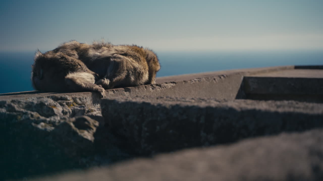 Gibraltar apes rest on the wall